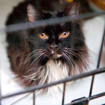 Кошечка Мурка, в Москве