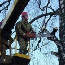 Цены на спил деревьев, обрезку и вырубку в Пушкино, в Пушкино