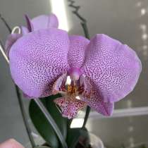 Орхидея, в Брянске
