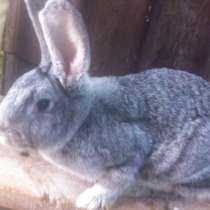 Кролики мясных пород, в Боброве