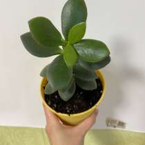 Денежное дерево или по-другому толстянка(малыши), в Чайковском