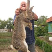 Кролики бельгийский фландр Саяногорск, в Абакане