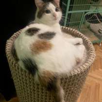 Умнейшая трехцветная кошечка Женечка в добрые руки, в Москве
