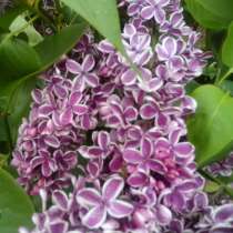 Сирень Сенсация 3-х летка с ЗКС, в Москве