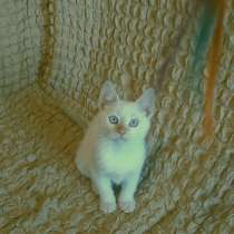 Котёнок тайской (сиамской) породы, девочка, 2,5 месяца, в г.Луганск