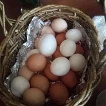 Яйца куриные домашние, в Костерёво