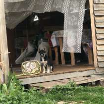 Собаки хаски, в Самаре
