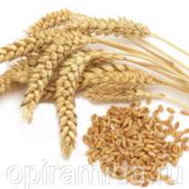 Продаётся Кукуруза 12р/кг пшеница, ячмень, в Таганроге