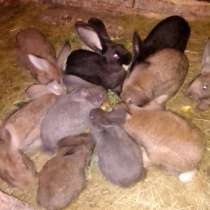 Кролики на продажу, в Смоленске