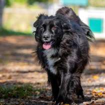 Нежная и благородная собака Хэйси в дар, в Москве