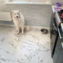 Самоед, в Перми