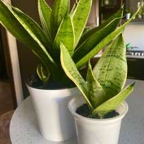 Сансавиерии сортовые, в Ставрополе