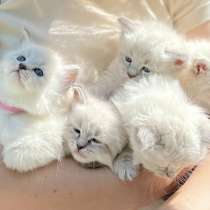 Самые нежные котики Рэгдолл, в Москве