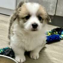 Щенки вельш корги пемброк, в Санкт-Петербурге