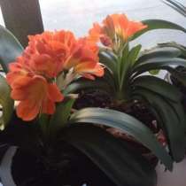 Комнатные цветы- кливия, в Калининграде