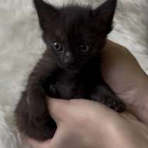 Отдаю котят в добрые руки❤️, в Железноводске