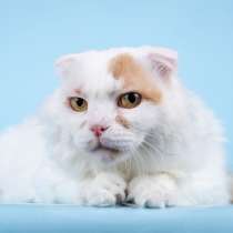 Ласковый вислоухий белый кот Мальчик, в Москве