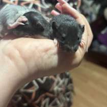 Маленькие крысята ищут домик, в Лыскове