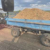 Лук севок, в Чебоксарах