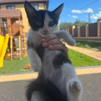 Продам котенка, в Малоярославце
