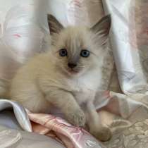 Котёнок 1,5 месяца девочка, в Дзержинске