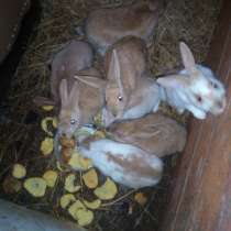 Кролики разных пород, в Смоленске