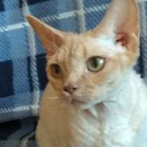 Нежная девочка Девон рекс, в Санкт-Петербурге