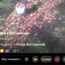 Картофель деревенский, в Новосибирске