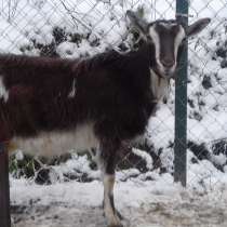 коза, в Пскове