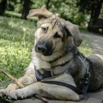 Умнейший щенок метис овчарки Джек в добрые руки, в Москве
