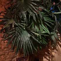 Искусственная пальма, в Москве