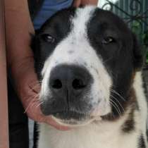 Черно-белая сао (алабай) 8 мес, в Барнауле