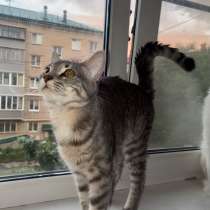 Отдам кота в добрые руки, в Кургане