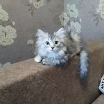 Сибирские котята, в г.Бендеры