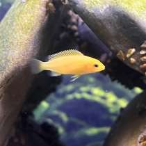 Рыбки в аквариум, в Новороссийске