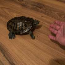 Черепахи красноухая, в Самаре