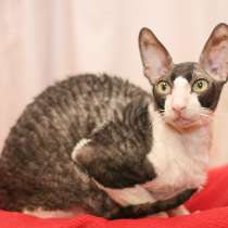 Корниш-рекс взрослый котик-компаньон, в Москве
