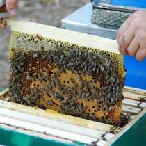 Пчелопакеты Карпатка, пчелосемьи, пчелы, в Муроме