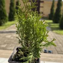 Туя смарагд в р9 опт, в Белгороде