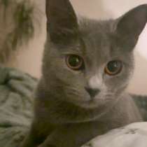 Срочно отдам кошку, в Южно-Сахалинске