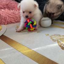 Продам щенков померанского шпица (самки и самцы), в г.Стамбул