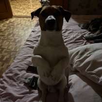 Малыш Джек Рассел терьер на вязку!, в Москве