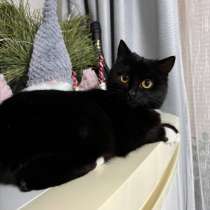 Очаровательная кошечка мышеловка, ищет добрые ручки! Спокойн, в Оренбурге