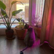 Передержка животных, в Новосибирске