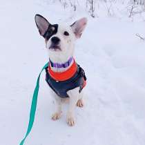 Маленькая красивая собачка, в Санкт-Петербурге