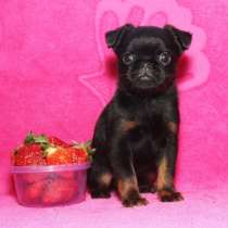 Щенки пти брабансона, в Санкт-Петербурге