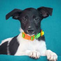 Щеночек Нюшенька в поисках родителей!, в Москве