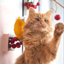 Рыжий кот Желточек в добрые руки, в Москве