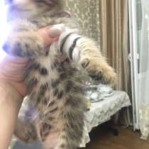 Бенгал котёнок, в Махачкале