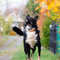 Роскошный молодой пёс, в Санкт-Петербурге